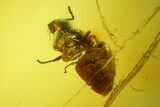 Two Detailed Fossil Ants (Formicidae) In Baltic Amber #200186-2